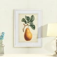 thumbnail image 3 of Antique Pear Botanical I - Barnwood Framed - 18 x 24 - White, 3 of 4