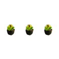 thumbnail image 2 of Toystoory Bonsái en maceta de cerámica negra suculenta verde Artificial, decoración de , planta de imitación para jardín, decoración Type1 NO1, 2 of 6