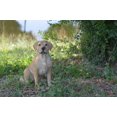 thumbnail image 5 of Décor de Jardin Statue d'Animal Labrador Retriever Jaune Assis, 5 of 5