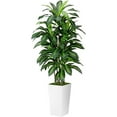 thumbnail image 2 of Artificial Dracaena  Indoor 5FT -  Tree with White Tall Planter - Faux Yucca Tall  Floor  in Pot - Artificial Trees for  Office  Room Decor Indoor, 2 of 7