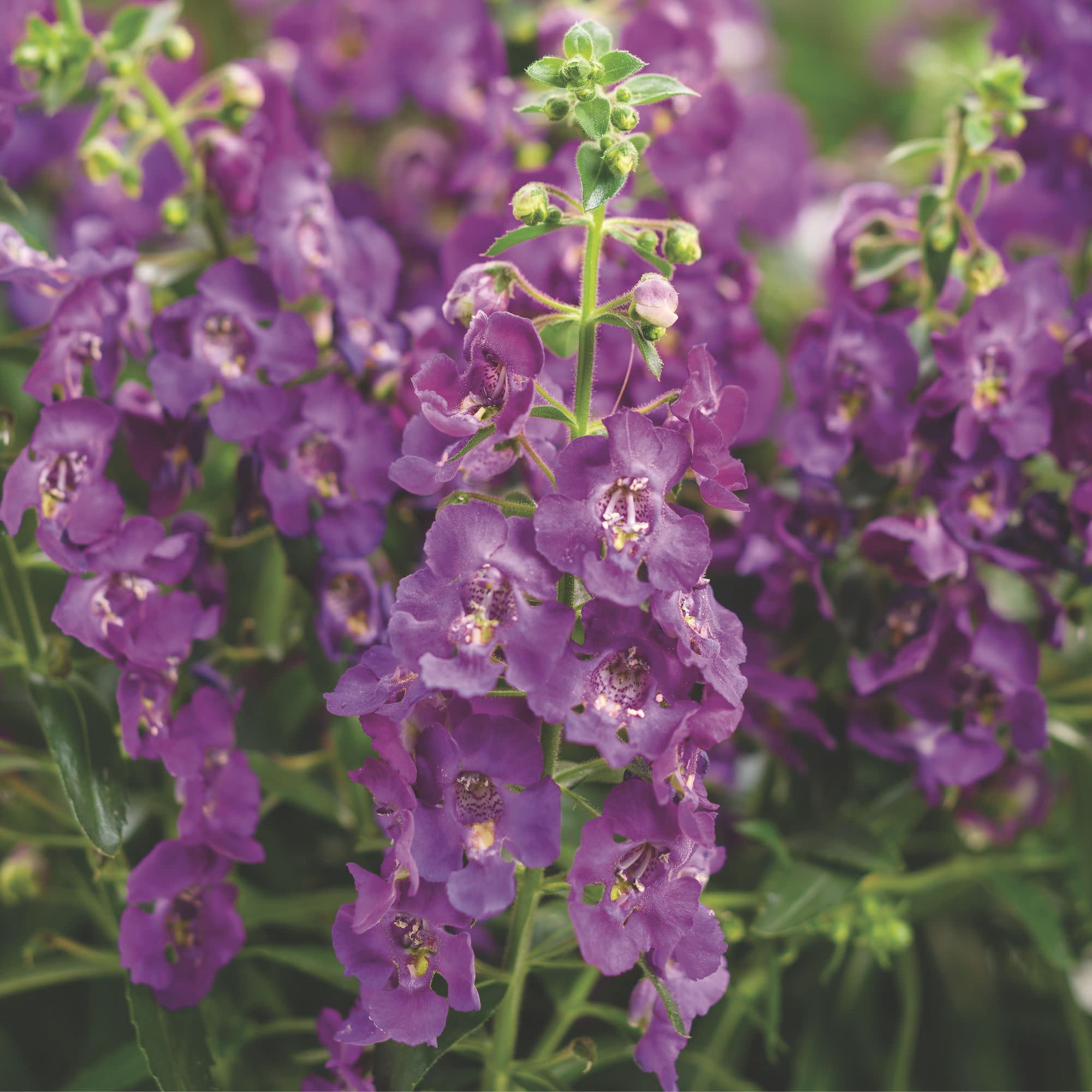 Proven Winners 4" Angelface Blue Summer Snapdragon Live Plant in 4.25" Pot (4 Count)