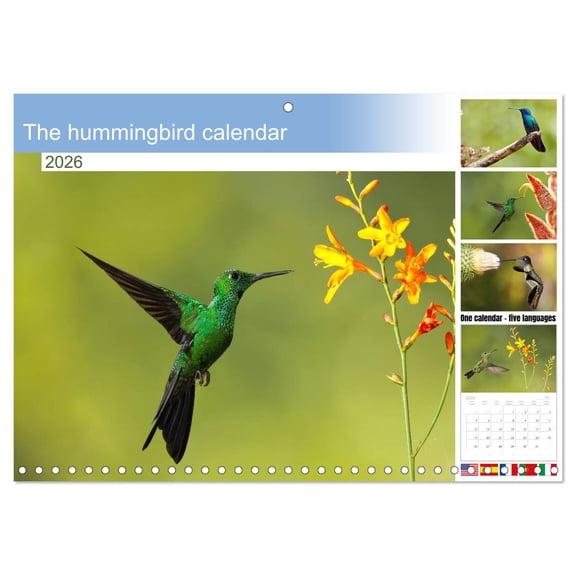The hummingbird calendar (Monthly Wall Calendar 2026 16.5 x 23.4 (open)), CALVENDO 14 Month Calendar