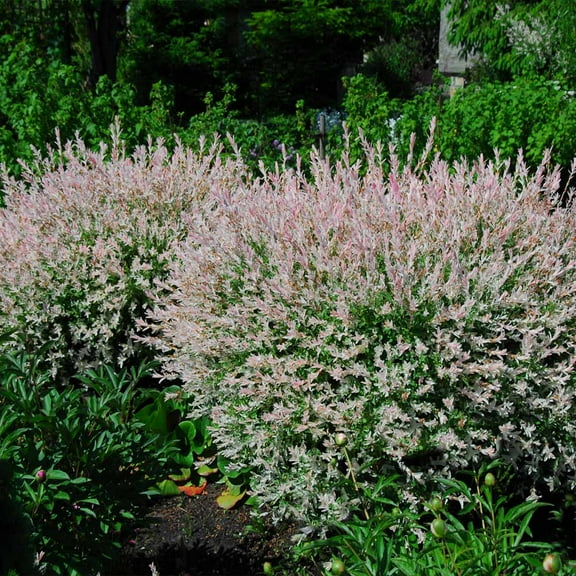 Brighter Blooms - Tri-Color Dappled Willow, 1 gal - No Shipping to AK, AZ, HI
