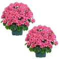 thumbnail image 1 of Planta artificial en maceta QIANYUN de 20 cm con geranios falsos, 1 of 7