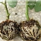 thumbnail image 5 of Caja de alta presión para plantas de 12 piezas, injerto de reproducción para crecimiento de jardín, bola de alta propagación, dispositivo de enraizamiento de plantas para injerto de reproducción de cr, 5 of 5