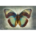 thumbnail image 2 of Reynolds, Richard 32x23 Black Ornate Wood Framed with Double Matting Museum Art Print Titled - Brown Patch Ceres Forester, 2 of 4