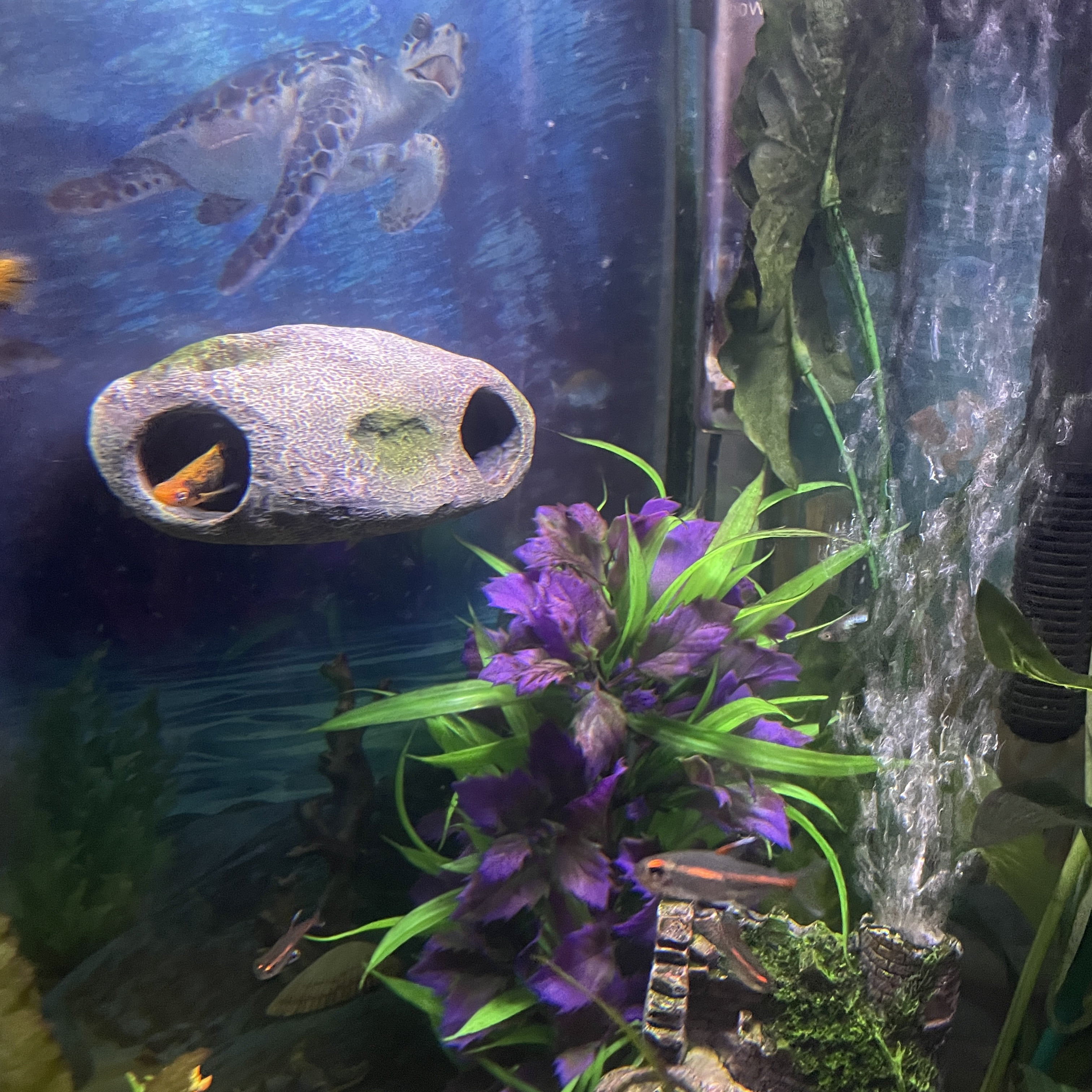 OrnaMounts®  Floating Everyday Aquarium Decor with Magnetic Handle, Gray
