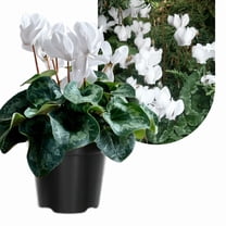 White Cyclamen Plant Live 4-8'' Tall, Vibrant Flowering Houseplant Potted Plant, Indoor or Patio Display