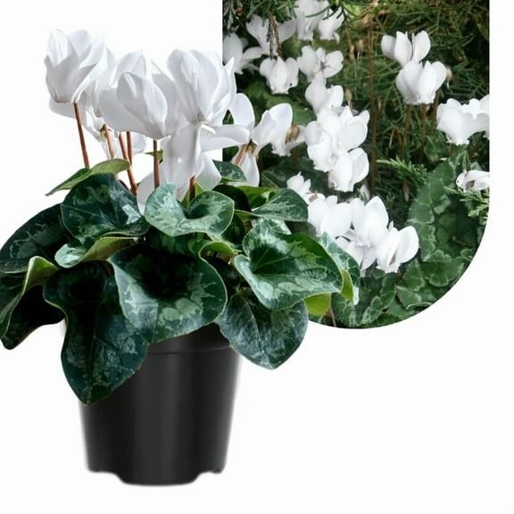 White Cyclamen Plant Live 4-8'' Tall, Vibrant Flowering Houseplant Potted Plant, Indoor or Patio Display