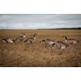 thumbnail image 1 of Real-Geese 1 Doz Vivid Series Silhouette Decoys, 1 of 4