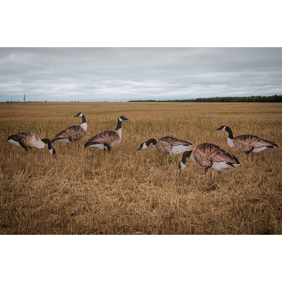Real-Geese 1 Douzaine de Leurres Silhouette Vivid Series