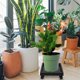 thumbnail image 5 of BRIGHTFUFU Soporte para macetas con ruedas para jardín, patio, interior y exterior, 5 of 8