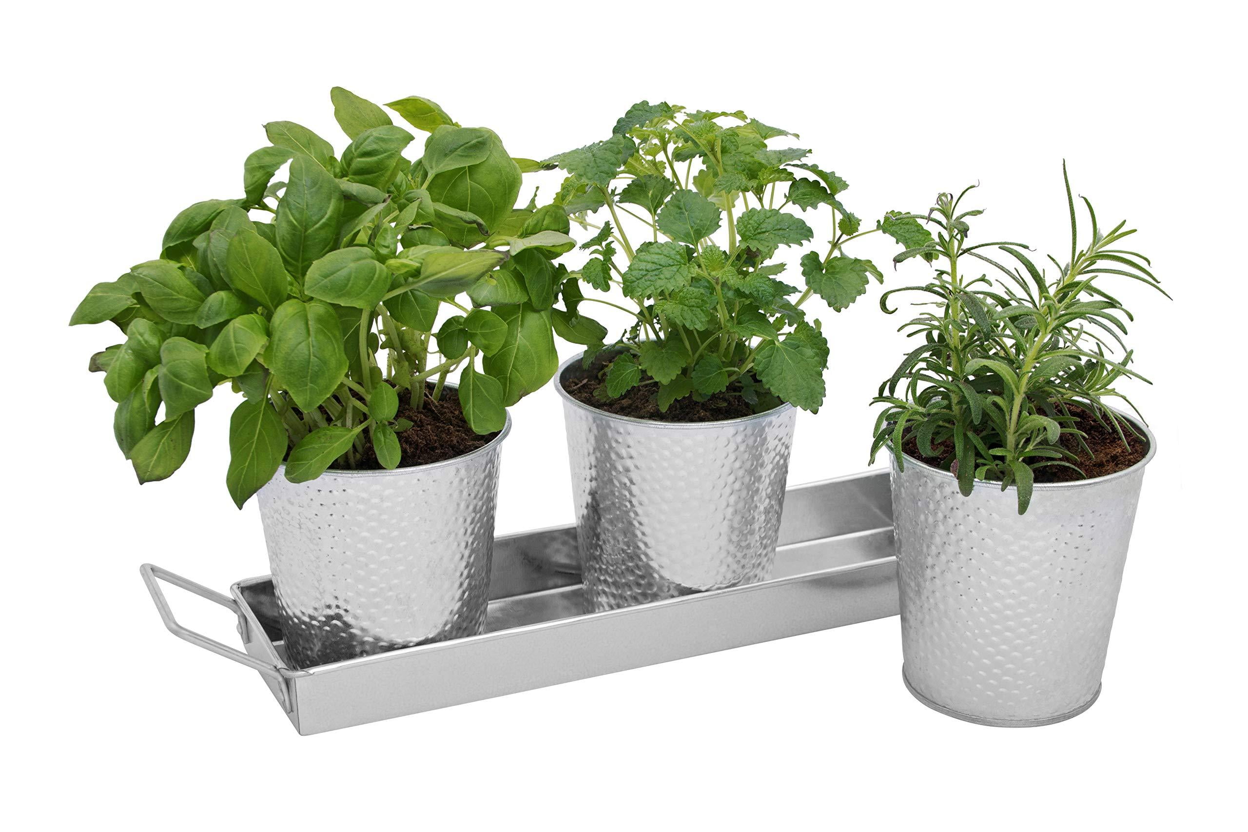 Saratoga Home Herb Pots with Tray Set Indoor Windowsill