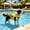 Yellow L, variant on AuroraX Dog Flotation Swimsuit with Handle Adjustable Dog Life Jacket Quick-Dry Reflective Padded Waterproof Dog Swimming Safety Vest Yellow National Dog Day International Cat Day