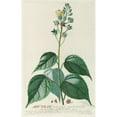 thumbnail image 2 of Georg Dionysius Ehret 13x18 Black Ornate Wood Framed Double Matted Museum Art Print Titled - Abutilon (1750-1773), 2 of 5