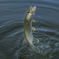 thumbnail image 1 of Swimbait Artificial Wdftyju 10 Uds que se hunde Cebo Suave Anzuelos Triples, 1 of 8