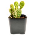 thumbnail image 5 of Opuntia Rufida Minima Cinnamon Cactus - 2 inch, 5 of 5