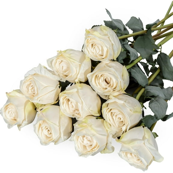 Artificial Rose Flowers Realistic Silk Burnt Edge Vintage Rose with Long Stem for Home Bridal Wedding Party Floral Bouquets Decoration (Pcs, White)