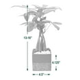 thumbnail image 4 of Arcadia Garden Products Live Money Tree in 4.5" Cork Pot Square, Tan, 4 of 4