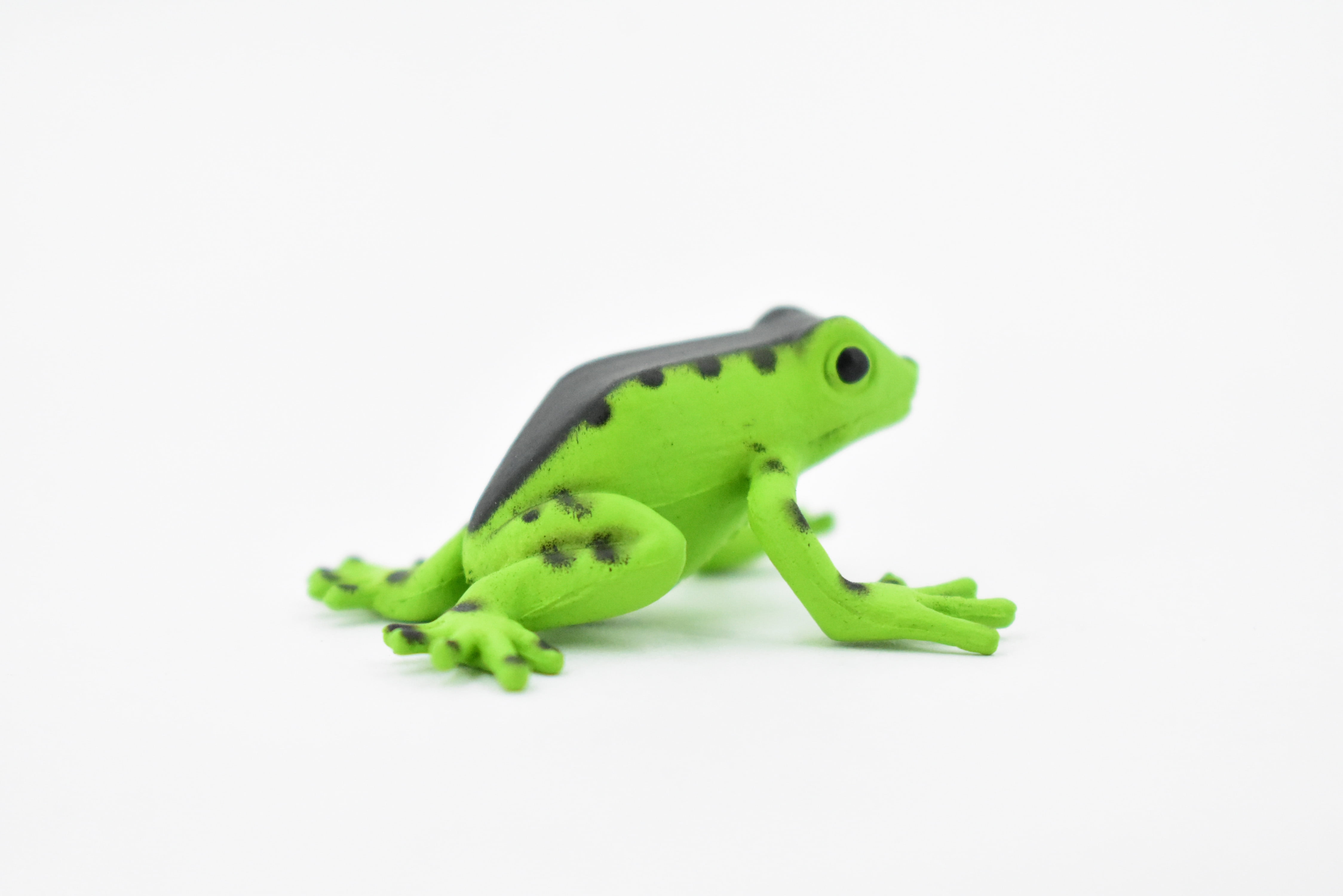 Kvvdi 12 Pcs 1.4 Inch Small Colorful Plastic Poison Dart Frogs Rainforest  Animals Frog Toys