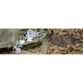 thumbnail image 3 of Tool A Long Eagle, 3 of 4