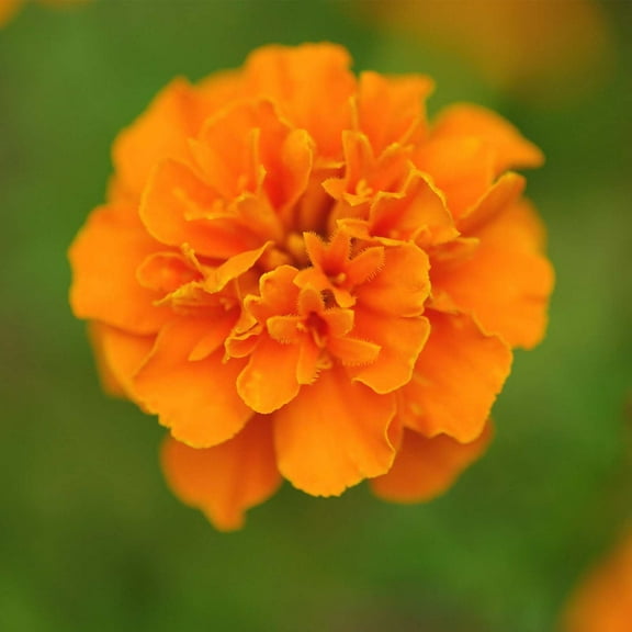 Marigold Seeds - Janie Series - Deep Orange - 100 Seed Packet - Tagetes patula - Non-GMO, Open Pollinated - Flower Gardening