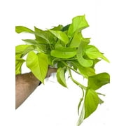 6 Neon Pothos, (Epipremnum Aureum), Low Light Tolerant Live Houseplant, Indoor Plant