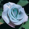 thumbnail image 2 of 30 Seeds| Hybrid Tea Blue Girl Rose Bush Flower Seeds#1045 |BUY 4 GET 1 FREE|, 2 of 2