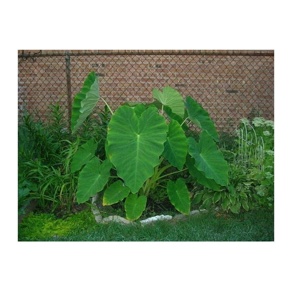 6 Colocasia Esculenta Elephant Ear Gabi Kalo Eddo Bulbs Fast Growing