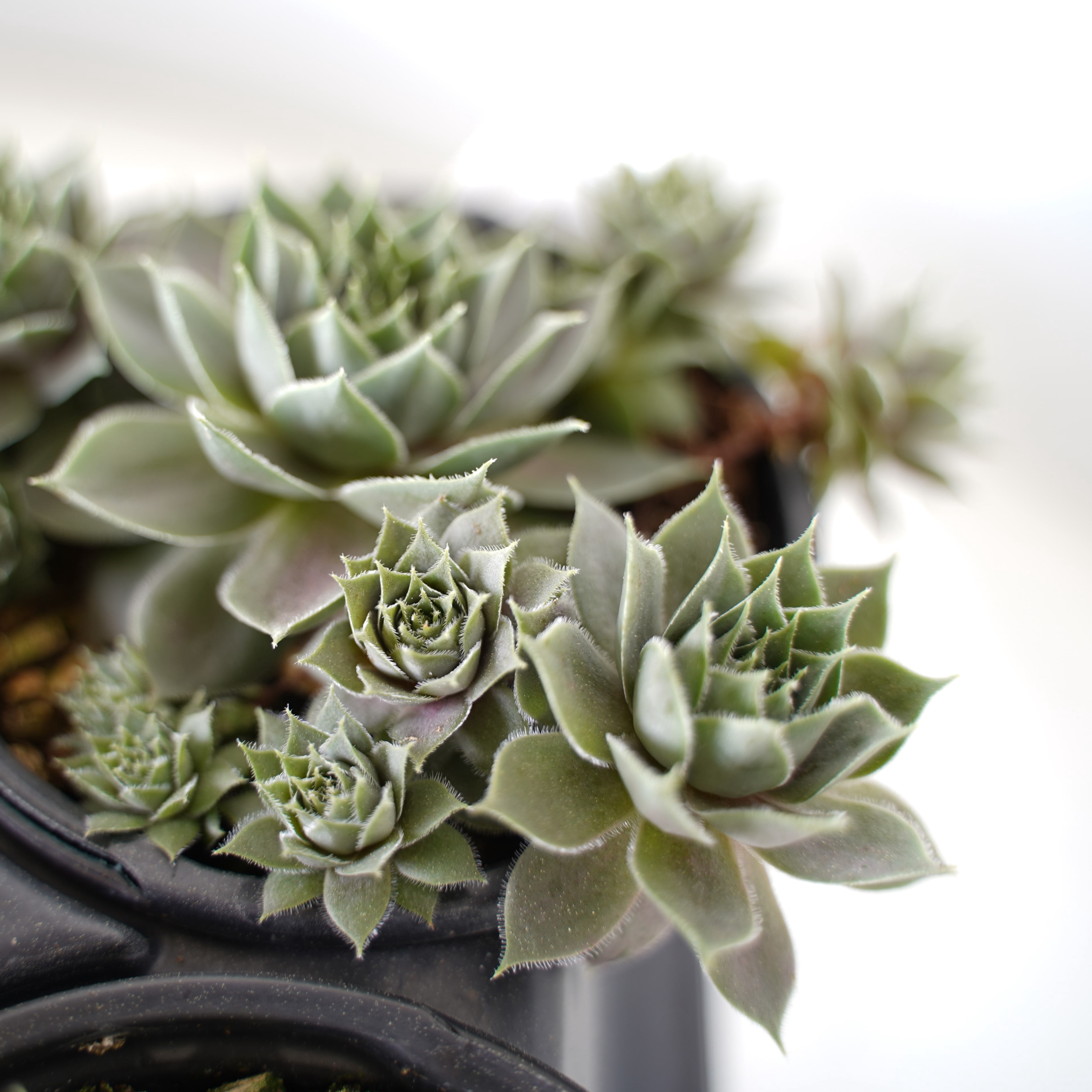 Expert Gardener Hens N Chicks Perennial Succulent Spring Live Plants Outdoor, Various Colors, 1 Pint