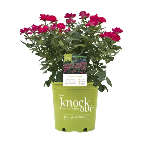 Knock Out Roses Red Knock Out Rose 2 Gallon (Rosa) Cherry-Red, Hot Pink Single Flowers Are Disease Resistant Live Outdoor Plant