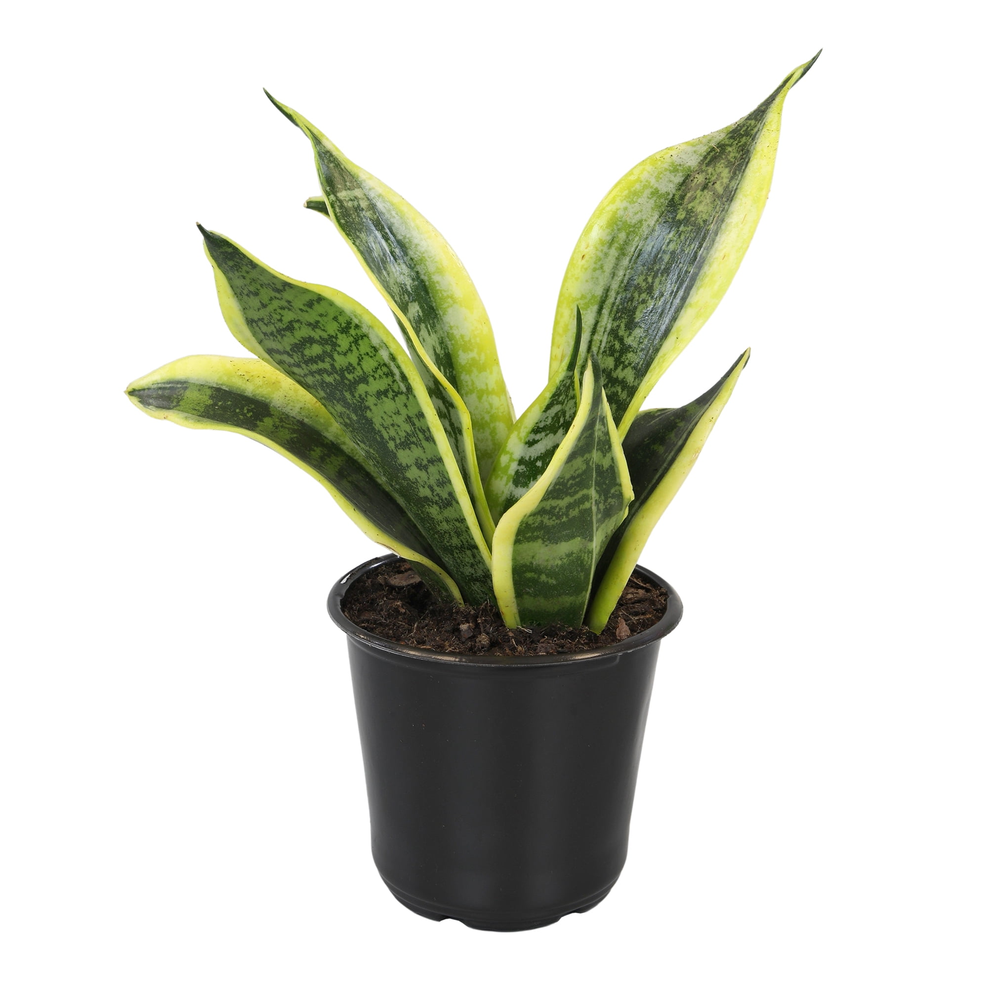 Altman Plants Easy Live Snake Plant, Sansevieria Superba; 4.25 in Grower Pot; Partial Sun