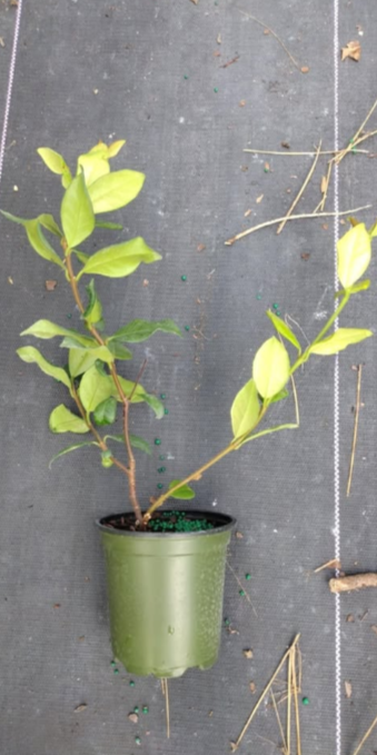 Green Confederate Star Jasmine Plant Live for Planting, Jasmine Flower Plant for Outdoor 4 to 6 Inch Tall