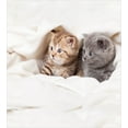 thumbnail image 3 of Animal Duvet Cover Set, 2 Little Scottish Fold Kittens on the White Background Digital Art Print, Decorative 2 Piece Bedding Set with 1 Pillow Shams, Twin Size, White and Grey, by Ambesonne, 3 of 3