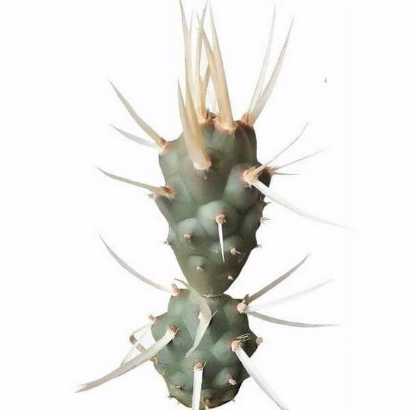 Paper Spine Cactus, Tephrocactus Articulatus Succulent - 4 inch Clay Pot