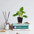 thumbnail image 2 of Macetas de malla hidropónica - Macetas para plantas - Macetas de malla para plantas hidropónicas - Macetas de malla hidropónica de plástico - Aptas para suministros hidropónicos - 50 unidades, 2 of 7