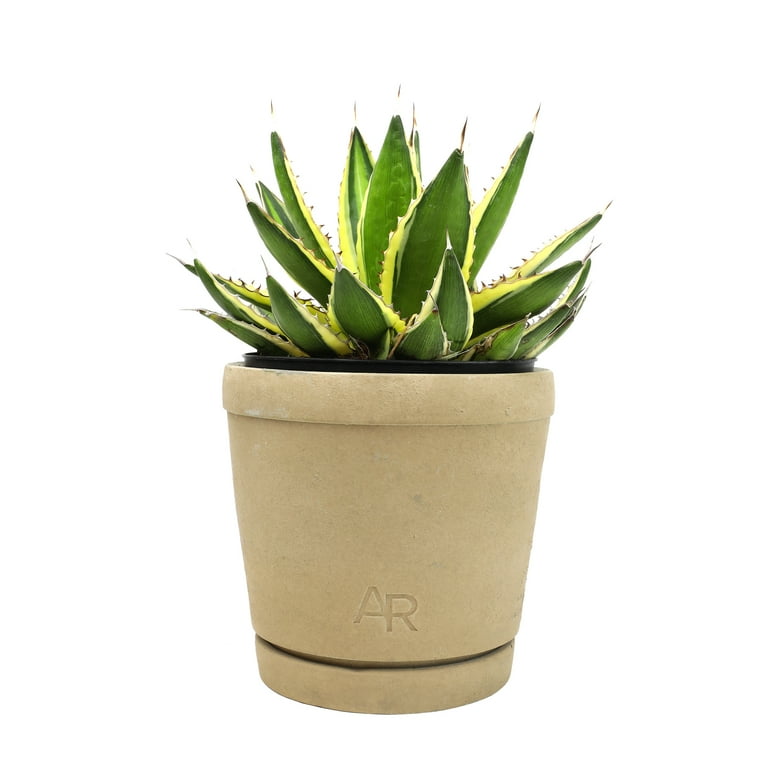 Altman Plants Quadricolor Century Plant, Agave Succulent | 6in