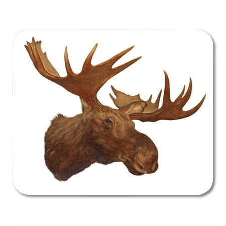 Moose Trophy Antler - KDAGR Taxidermy Moose Head Antler Isolated on White Background Trophy Mousepad Mouse Pad Mouse Mat 9x10 inch