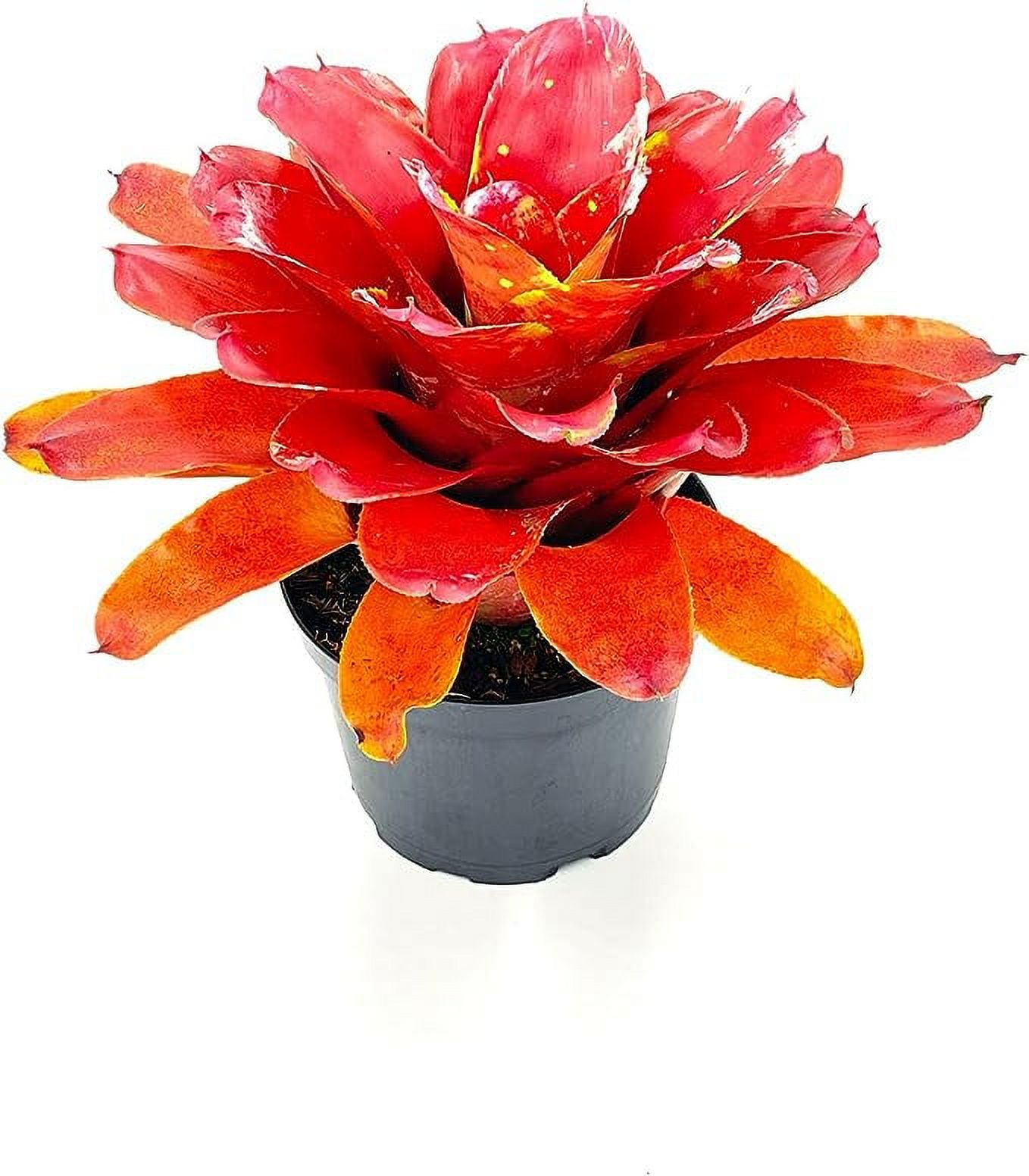 ragnaroc Live Plants – Bromeliad Neoregelia Lamberts Pride, 8-12" in 6" Pot - 1ct - Live Arrival Guaranteed - House Plants for Home Decor & Gift - image 4 of 5