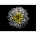 thumbnail image 2 of Carson, Brian 24x19 White Modern Wood Framed Museum Art Print Titled - Backyard Flowers White 46, 2 of 4