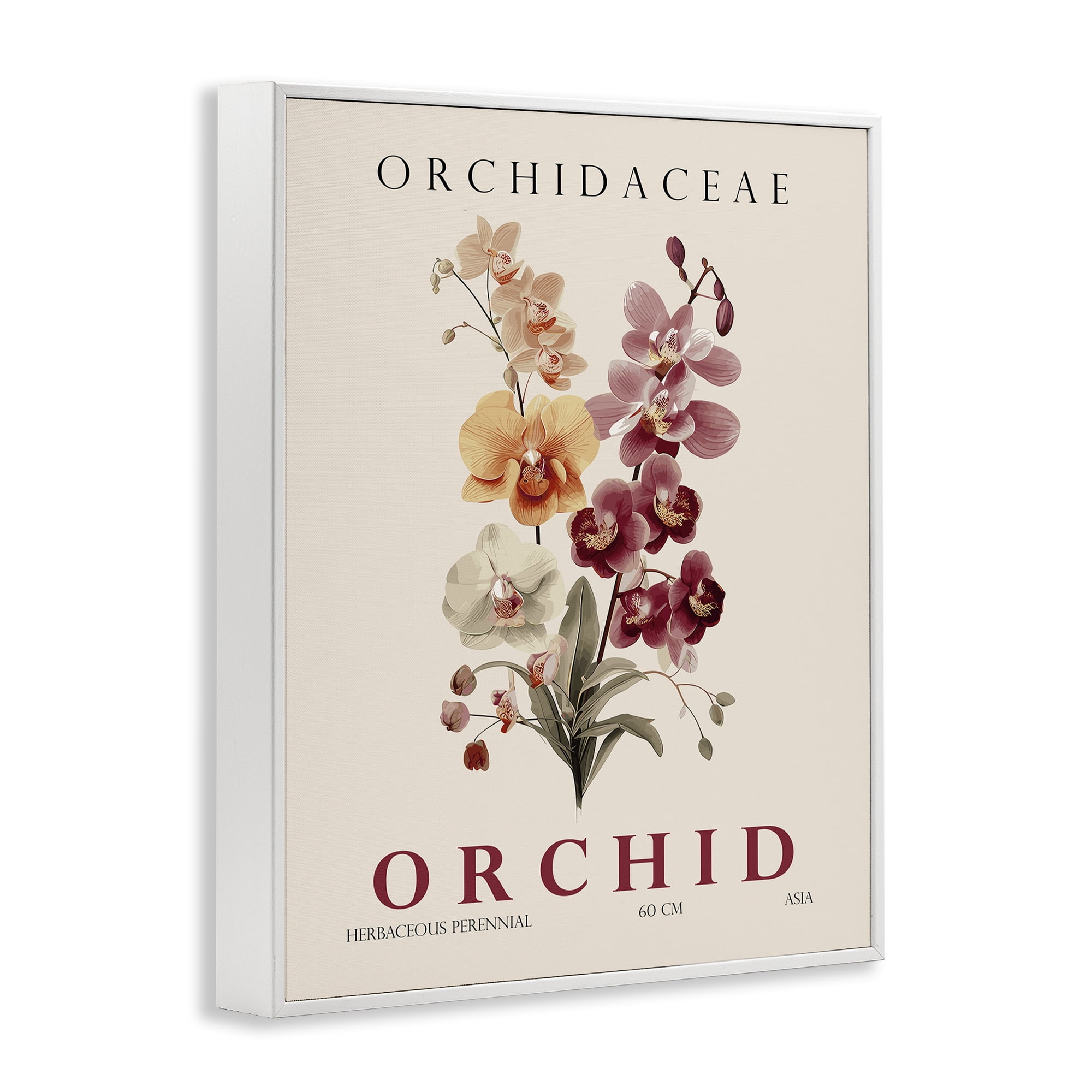 Stupell Industries Natural Orchid Bundle White Framed Giclee Art, design by Christopher Giampietro