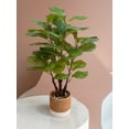 thumbnail image 2 of Faux Fiddle Leaf Fig Tree, 2 of 7
