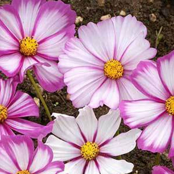 Sustainable Seed Company 75 Cosmos Candystripe Plant Seeds