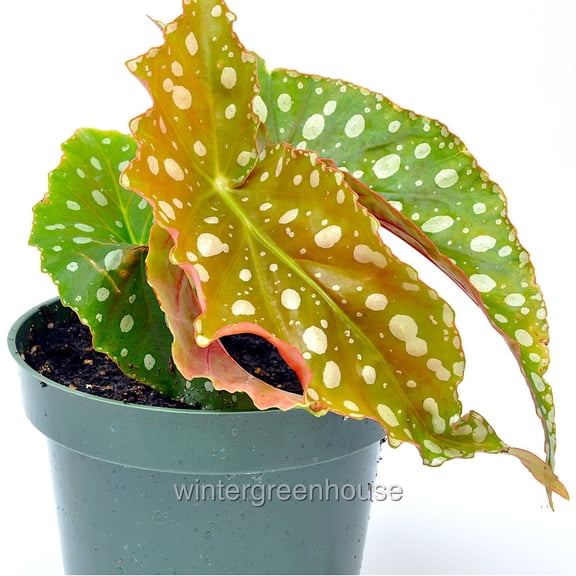 Begonia Flamingo Queen, Polka Dot Begonia - Pot Size: 4.5in - House Plants