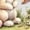 White, variant on White Cute Cottontail Bunnies Eggs Print T-Shirt Graphic Tees Shirts Easter Party Gift S-5XL Tops
