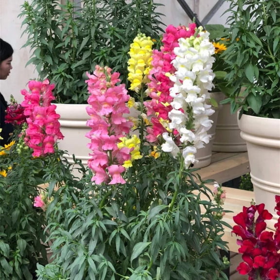 30 Potomac Snapdragon Mix Seeds