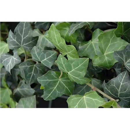 Classy Groundcovers, Hedera helix 'Baltica' (flat of 50 Peat Pots, 2 1/4 inch square)