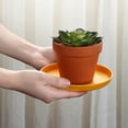thumbnail image 2 of 6pcs Appetizer Plates Dessert Salad Fruit Hold Plates With Stora Rack, 2 of 3