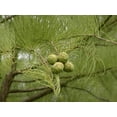 thumbnail image 5 of Pond Cypress  3 Live Trees  Taxodium Ascendens  Wet Tolerant Fast Growing Shade Tree, 5 of 9