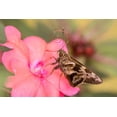 thumbnail image 2 of Jaynes Gallery 14x11 White Modern Wood Framed Museum Art Print Titled - Brazil-Iguazu Falls National Park Skipper butterfly feeding on flower, 2 of 4